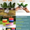 Mudas de orquídea Phalaenopsis, plantas de Phalaenopsis em vaso com flores, flores de interior, plantas verdes, flores ornamentais em vaso, florescendo em todas as estações, fáceis de cuidar