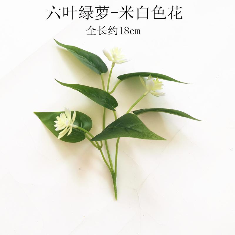 【六叶绿萝-米白色花】.jpg