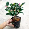 Planta de camelia en maceta con capullos de flor, cuatro estaciones, interior, muy fragante, plántula de árbol Xiangfei, flor para sala de estar, planta resistente al frío, planta grande, fácil de cuidar