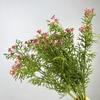 Ramo de simulación pequeña Margarita manzanilla mobiliario de sala de estar flores crisantemo silvestre flores secas falsas pequeña fresca crisantemo holandés adornos flores de seda