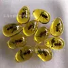 Ámbar Luminoso Espécimen de Insecto Real Caja Ciega de Excavación Arqueológica Accesorios Colgantes Accesorios de Resina Insecto Ámbar