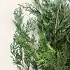 Pino Eterno, Ciprés, Ciprés Plano, Ramas de Pino Chica Tianzhu, Materiales Navideños para Manualidades, Flores Secas Navideñas, Souvenirs de Plantas Reales