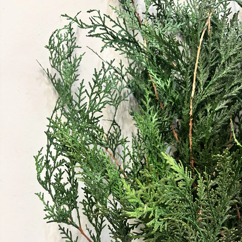 扁柏细节 拷贝.jpg