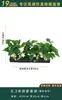Flores Artificiais Plantas Verdes Conjunto de Divisória Decorativa Flores de Plástico e Seda Decoração de Paisagismo Arranjo de Paisagem Exibição de Janela Interna