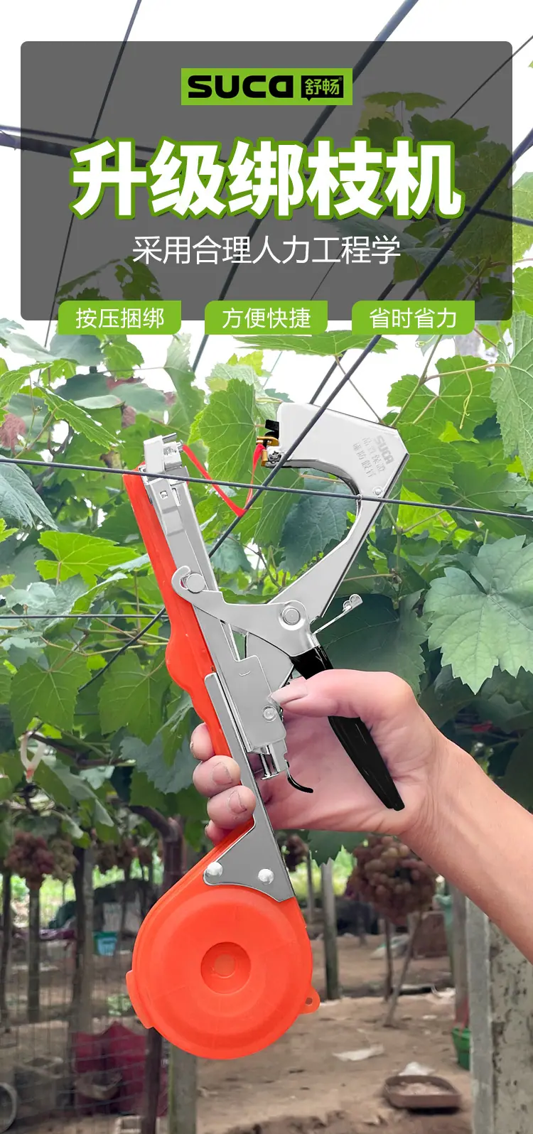 8105红透_02.jpg