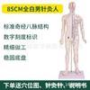 85cm Meio-Pele Meio-Músculo Anatomia Esquelética Ponto de Acupuntura Modelo do Corpo Humano Corpo Inteiro Medicina Tradicional Chinesa Diagrama dos Doze Meridianos Manequim de Cobre