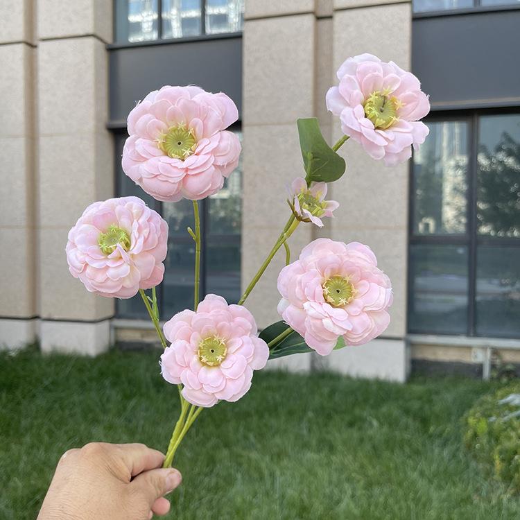 9# 6头单支金盏菊-sxjygx-春粉 3.8元.JPG