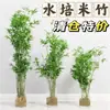 Bambu Hidropônico Indoor Bambu Hidropônico Cultivado em Água Bambu Guanyin, Bambu da Sorte, Bambu Nandina, Planta Verde de Alto Padrão para Pessoas Preguiçosas na Sala de Estar