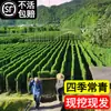 Venta minorista en línea de plantones de acebo, Boj de Hokkaido de hoja grande, Acebo francés, Resistente al frío y a las heladas, Se puede plantar en el jardín