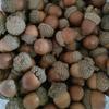 Bellota redonda bellota gorda real natural artesanías de micropaisaje materias primas especímenes de plantas flores secas frutos secos