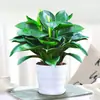 Planta en maceta de diamante dorado planta verde luo verde planta hidropónica árbol rico perenne flor de interior oficina sala de estar bueno