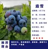Mudas de Mirtilo F6 Esmeralda, Frutificação Dupla Temporada, Adequadas para Plantio em Regiões do Norte e do Sul, Mudas de Árvore Frutífera em Vasos Originais e Terra, Enviadas com Flores