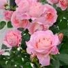 Plántulas de Rosa Gypsophila Ultra Finas, Plántulas de Rosas Florecientes, Florales de Maceta de Cuatro Estaciones, Plantas Trepadoras, Rosales y Plantas Verdes