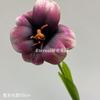 Vermelho vinho popular material de flor de simulação Eucalipto Hortênsia palma vermelha rosa vermelha com salão de casamento estrada atacado