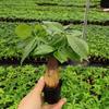 Balcón Interior Maceta Oficina Pequeño Mini Maceta Árbol del Dinero Pequeño Árbol del Dinero Perenne Todo el Año Fácil de Sobrevivir Envío Gratis