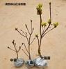 Uma geração de azaleias de flores amarelas, mudas de azaleia refletem o amarelo da montanha muito bem, azaleia quatro estações, flores de vaso para pátio