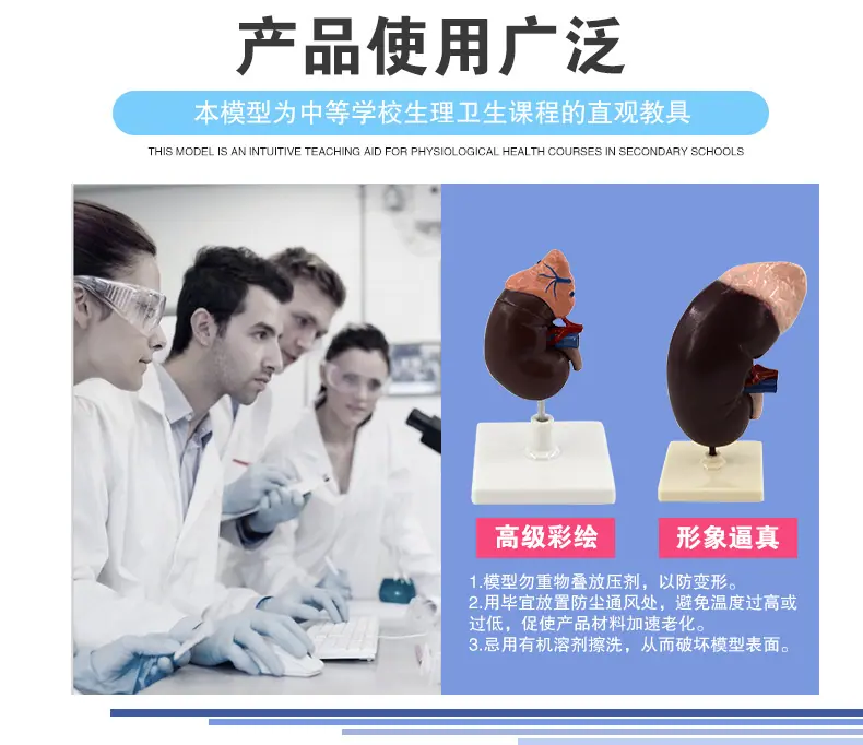 肾脏解剖模型_05.jpg