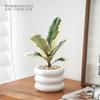 Foliagem Cômica Árvore da Borracha Planta de Interior Escritório Dormitório Planta Verde Fácil de Cuidar Folhas Coloridas Moderna Interessante Planta de Vaso para Mesa