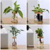 Venta al por mayor de fábrica Jarrón decorativo creativo de planta verde Jarrón de corcho de vidrio hidropónico Planta de cultivo en agua Potos Botella ecológica