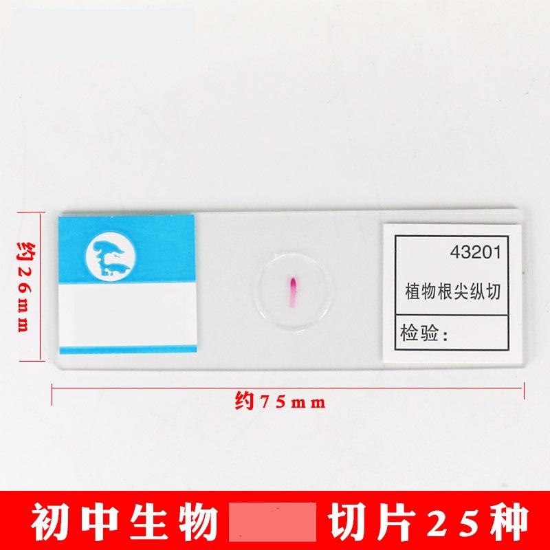 25种切片5