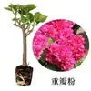 Planta de Buganvilla en Maceta, Florece Todo el Año, Enredadera Trepadora Morada de Yunnan, Doble Floración, con Tierra Original, Cereza Verde, para Jardín y Balcón