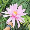 Yaohua Flor Artificial Arranjo de Flor para Casamento Flor de Seda Material Feito à Mão Decoração de Casamento Decoração de Casa Adereços para Fotografia Flor de Arte