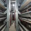 Jaula de cría de gallinas ponedoras de gran tamaño en niveles, jaula galvanizada para gallinas ponedoras, equipo mecánico automático de limpieza de estiércol en niveles, totalmente automático