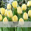 Venta al por mayor en stock de bulbos de tulipán, variedad de pétalo simple, 1 bulbo, bulbos de 5 grados, flores de interior en maceta, florece todas las estaciones, fácil de cuidar