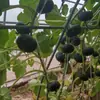Semillas de Calabaza Zhongxi Xibei Mini Fruta Pequeña Dulces y Pegajosas Semillas de Calabaza Pequeñas Fáciles de Plantar en la Base del Huerto