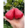 Hainan Perla Negra Fruta de Loto Fresca con Caja 1.5-2.5kg Fruta de Hada Especialidad Tropical de Temporada Loto de Niebla Envío Gratis