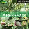 Las Semillas de Melón Príncipe Tesoro Verde Son de Maduración Temprana, Alto Contenido de Azúcar, Alta Resistencia al Frío, Fáciles de Cultivar, Melones Dulces, Crujientes, Jugosos, Resistentes al Frío, Fáciles de Frutar