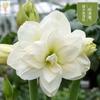 Dropshipping Bola de Cera de Amarilis Cera para Sellar Amarilis de Doble Pétalo Bulbo Planta en Maceta Floreciente Extra Grande Interior Balcón Persona Perezosa