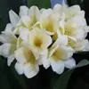 Plantas de Clívia em Vaso, Mudas de Orquídea Borboleta Clívia Perene, Plantas de Orquídea Atacado, Mudas de Clívia