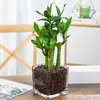 Plantas hidropónicas, Reina Ruyi, plantas en maceta, potos, plantas de interior, gardenia, palma roja, rojo auspicioso, flores verde jade