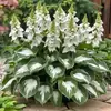 Fornecimento Transfronteiriço Sementes de Flores de Hosta com Folhas Coloridas, Sementes de Flores de Hosta, Sementes de Flores para Vasos, Sementes de Flores de Grou Branco, Sementes de Flores de Hosta