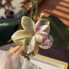 Nuevo Estilo Nacional de Primavera y Verano Tinta de Tintura Flor Fragmentos de Plástico Rascador de Cabello Fresco Dulce Pasador Flor Accesorios para el Cabello