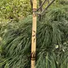 Campanillas de Viento Naturales Importadas de Indonesia Hechas de Cáscaras de Fruta con Documentación Completa, Nicho DIY, Artículos Dañados Devolubles/Intercambiables, Limpio, Agujeros Grandes de 0.2cm