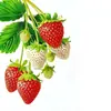 Pegatinas Impermeables con Patrón de Fresas Transparentes para Frutas, Cocina y Restaurante, Hermosas Pegatinas para Refrigerador, Pegatinas Autoadhesivas para Puertas de Vidrio y Ventanas
