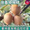 Dropshipping de Mudas de Kiwi Xuxiang para Plantio em Quintais no Norte e Sul, Plantio em Vasos de Mudas Enxertadas de Kiwi Coração Verde