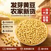 Nuevas Habas de Soya para Germinar, Habas de Soya para Germinar Cultivadas en Granja, Habas Nuevas Cultivadas en Granja, Sin Impurezas, Alta Tasa de Germinación, Venta al por Mayor y al por Menor