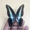 Venda Direta Atacado de Fábrica de Espécimes de Borboletas Reais com Asas Abertas, Diversos Insetos e Besouros, Adereços para Fotos, Educação Científica, Espécimes Naturais