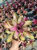 Paquete Combinado de Bromelias Set Grande Mediano Pequeño Madera Flotante de Selva Paisajismo Acuático Micro Paisaje Planta de Aire Otro