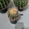 Cactos e Suculentas Artificiais Atacado para Paisagismo, Paisagens com Plantas Falsas Tropicais e Desérticas