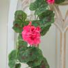 Decoración de pared de flores flor de ratán flor de manzano flor colgante flor artificial vid de simulación de ratán flor de vid trepadora de interior pared de fondo
