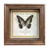Marco de Fotos con Foto de Mariposa Real Pintura Decorativa Estilo Europeo Marco de Fotos Vintage Decoración de Mesa Adorno para Muebles Regalo de Cumpleaños Presente