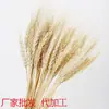 Venta al por mayor de fábrica ramo de flores secas de espiga de trigo natural cebada de apertura adornos de decoración pastoral adornos de flores secas estilo pastoral