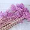 Atacado Flor de Milho Flor Seca Imortal Cor Bleached Flor Real Decoração de Casa Pacote de Material DIY Flor Imortal Transfronteiriça