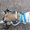 Silla de ruedas para perros con discapacidad en las patas traseras, Asistencia para lesiones en perros mayores, Ayuda para caminar en las extremidades posteriores, Silla de ruedas para parálisis de mascotas, Entrenamiento en silla de ruedas para perros