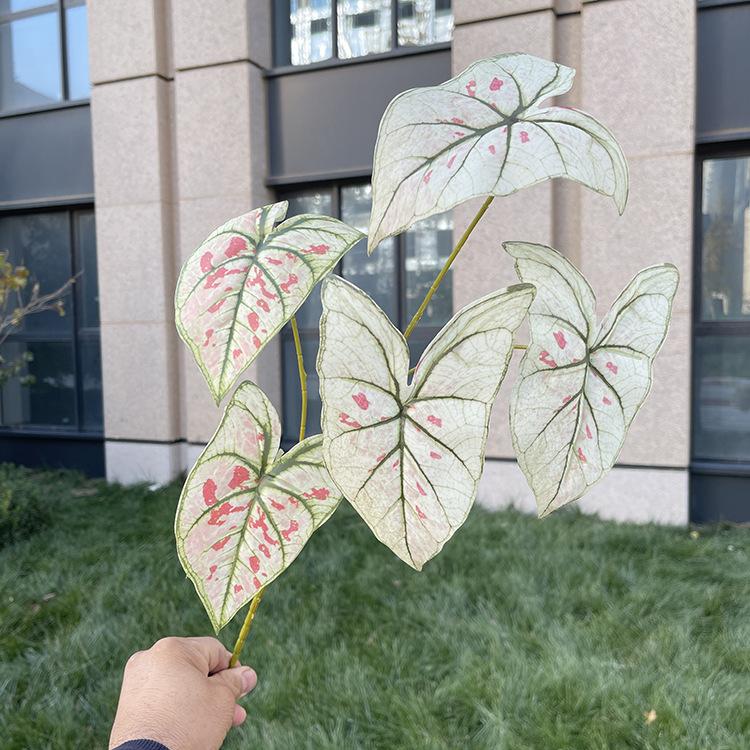 5叉彩色芋叶-3色系 红斑绿纹白.JPG