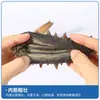 Dalian Congelado Listo Para Comer Pepino de Mar Fuente Fabricante Mayorista Fresco Pepino de Mar Fabricante Suministro Directo Envío Directo de Una Pieza Tónico
